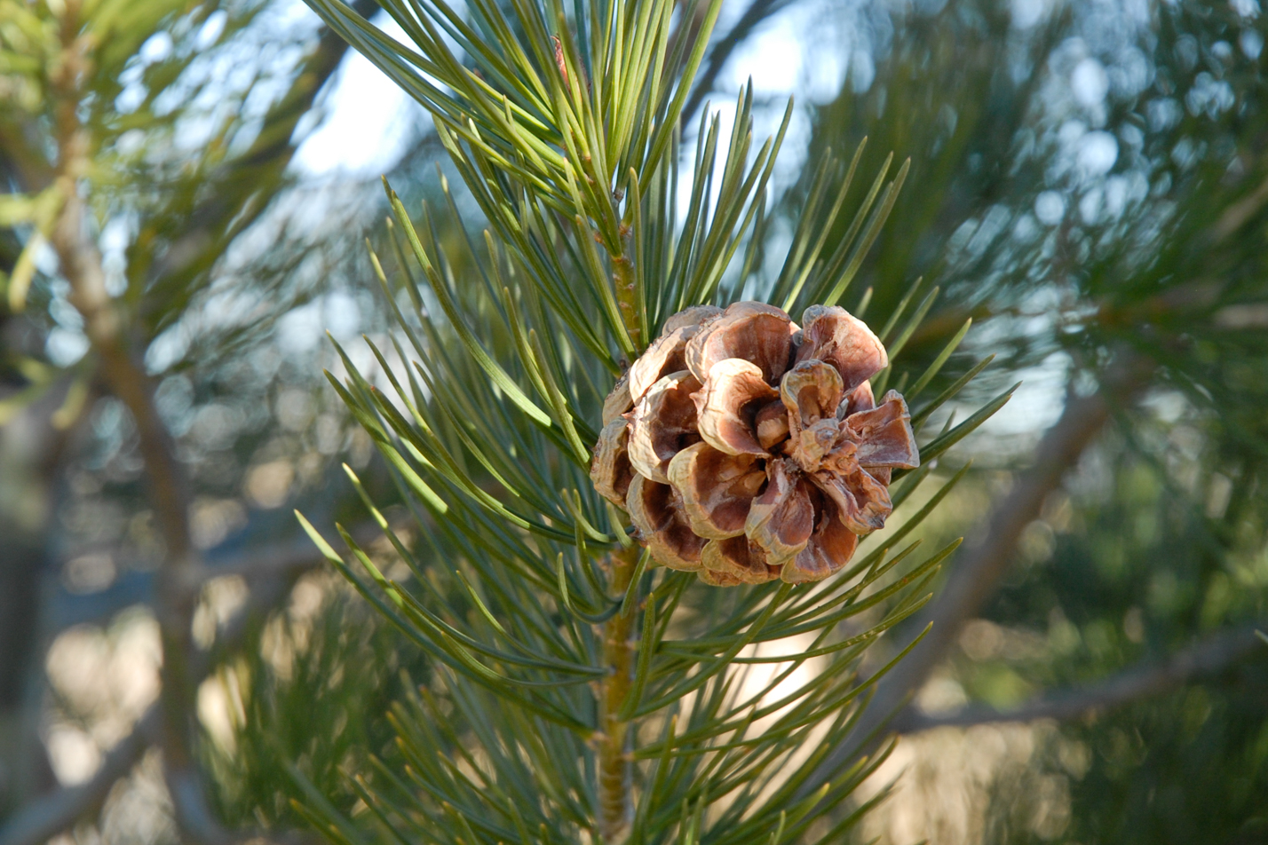 Lacebark Pine